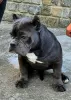 Photo №4. I will sell american bully in the city of Нови Сад.  - price - negotiated