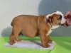 Additional photos: ENGLISH BULLDOG puppies