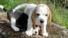 Photo №2 to announcement № 128333 for the sale of beagle - buy in Germany private announcement