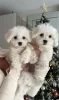 Photo №1. maltese dog - for sale in the city of Мариямполе | 423$ | Announcement № 127613