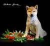 Photo №1. shiba inu - for sale in the city of Nizhny Novgorod | negotiated | Announcement № 25636