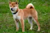 Additional photos: Shiba Inu puppies