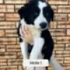 Photo №2 to announcement № 128415 for the sale of border collie - buy in Finland breeder