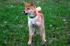 Photo №4. I will sell shiba inu in the city of Москва. from nursery, breeder - price - 616$