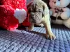 Photo №4. I will sell dogue de bordeaux in the city of Pskov. breeder - price - 521$