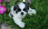 Photo №2 to announcement № 11347 for the sale of shih tzu - buy in Sweden private announcement