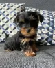 Photo №4. I will sell yorkshire terrier in the city of Berlin. private announcement - price - 3$