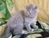 Photo №1. scottish fold - for sale in the city of Bielsko-Biała | 2$ | Announcement № 122570