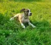 Photo №1. american staffordshire terrier - for sale in the city of Obukhov | 1000$ | Announcement № 57547