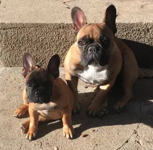 Additional photos: chic french bulldog girls