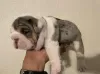 Photo №1. english bulldog - for sale in the city of Southport | 380$ | Announcement № 125632