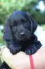 Photo №3. Puppies of Flat Coated Retriever with papers. Finland