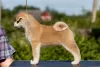 Photo №4. I will sell akita in the city of Minsk. from nursery - price - negotiated