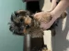 Additional photos: Yorkshire terrier mini