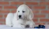 Additional photos: golden retriever puppies