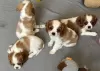 Photo №1. cavalier king charles spaniel - for sale in the city of Tampa | 400$ | Announcement № 102271