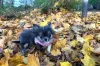 Photo №1. chihuahua - for sale in the city of Zlín | 350$ | Announcement № 125724