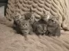 Photo №4. I will sell british shorthair in the city of Bleialf. breeder - price - 718$