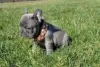 Photo №1. french bulldog - for sale in the city of Васа | Is free | Announcement № 127900