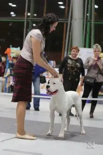 Photo №4. I will sell dogo argentino in the city of Rostov-on-Don. private announcement - price - negotiated