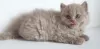 Additional photos: British longhair cat lilac babyboy - Father is World Champion