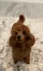 Additional photos: Red Toy Poodle puppies for sale