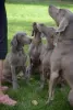 Additional photos: Weimaraner puppy