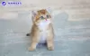 Photo №4. I will sell scottish fold in the city of Anapa. from nursery - price - 391$