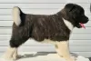 Additional photos: American Akita, puppies