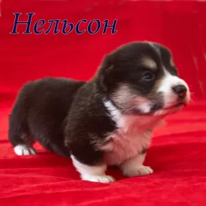 Photo №4. I will sell welsh corgi in the city of Губкин. private announcement - price - 633$