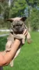 Additional photos: French Bulldog