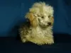 Additional photos: Awesome toy poodle girl, teacup in teddy style.