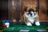 Additional photos: Gorgeous Pembroke Welsh Corgi puppies