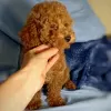 Photo №3. dorable toy poodle puppies for sale. Switzerland