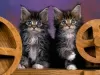 Photo №2 to announcement № 50409 for the sale of maine coon - buy in United States private announcement