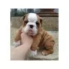 Photo №1. english bulldog - for sale in the city of London | Is free | Announcement № 105985