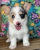 Photo №1. welsh corgi - for sale in the city of Arthur | negotiated | Announcement № 115801