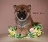 Photo №1. shiba inu - for sale in the city of Nizhny Novgorod | negotiated | Announcement № 10349