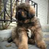 Additional photos: Tibetan Mastiff puppies