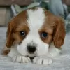 Photo №2 to announcement № 45808 for the sale of cavalier king charles spaniel - buy in United States private announcement