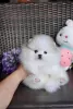 Additional photos: Two Friendly Teacup Pomeranian Puppies for sale