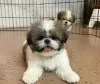 Photo №1. shih tzu - for sale in the city of Berikon | 402$ | Announcement № 125758