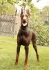 Photo №4. I will sell dobermann in the city of Belgrade. breeder - price - negotiated