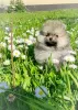 Photo №4. I will sell pomeranian in the city of Minsk. breeder - price - 226$