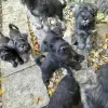 Additional photos: Miniature Schnauzer black and pepper-salt