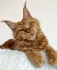 Additional photos: Maine coon