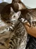 Photo №1. bengal cat - for sale in the city of Heidelberg | 250$ | Announcement № 97986