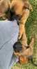 Additional photos: belgian shepherd puppies