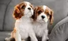 Photo №1. cavalier king charles spaniel - for sale in the city of Лентварис | 475$ | Announcement № 116176