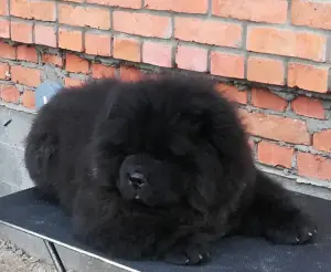 Photo №3. Chow chow puppies. Russian Federation